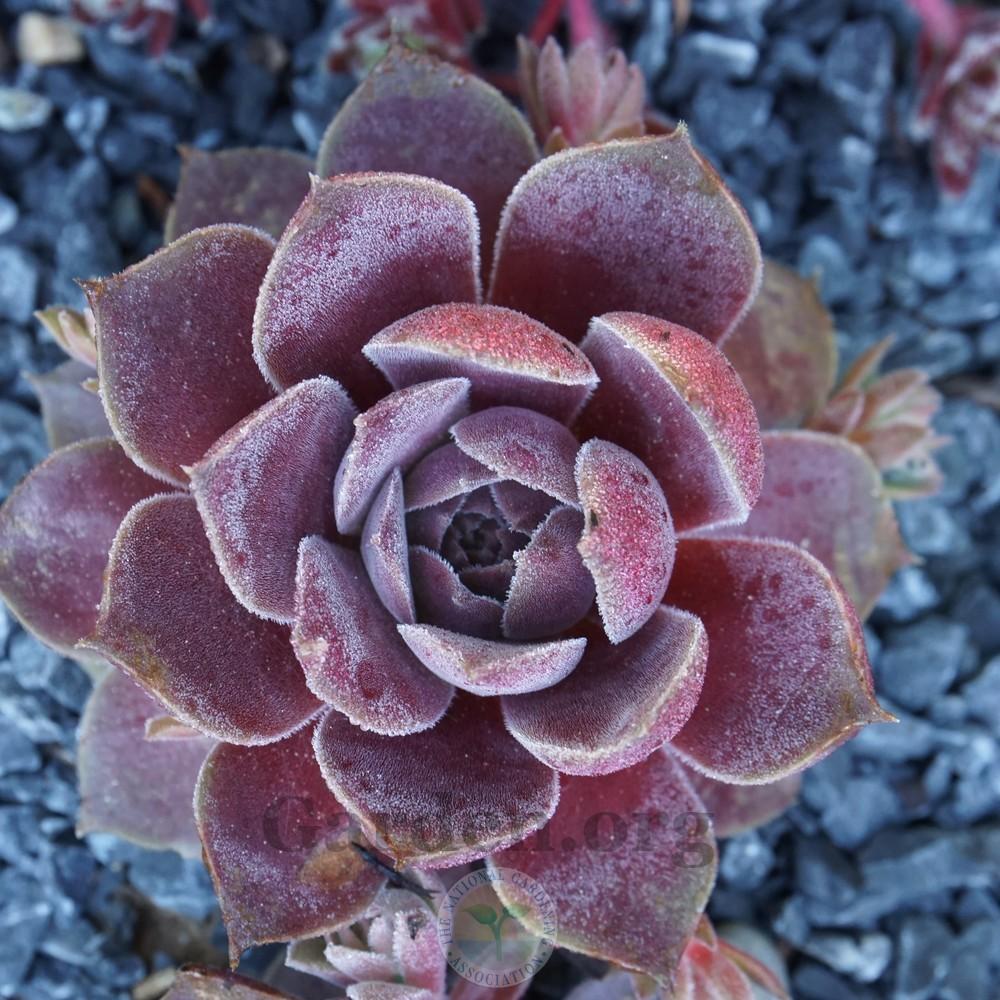 Photo of Hen and Chicks (Sempervivum 'Pacific Magic Night') uploaded by Patty