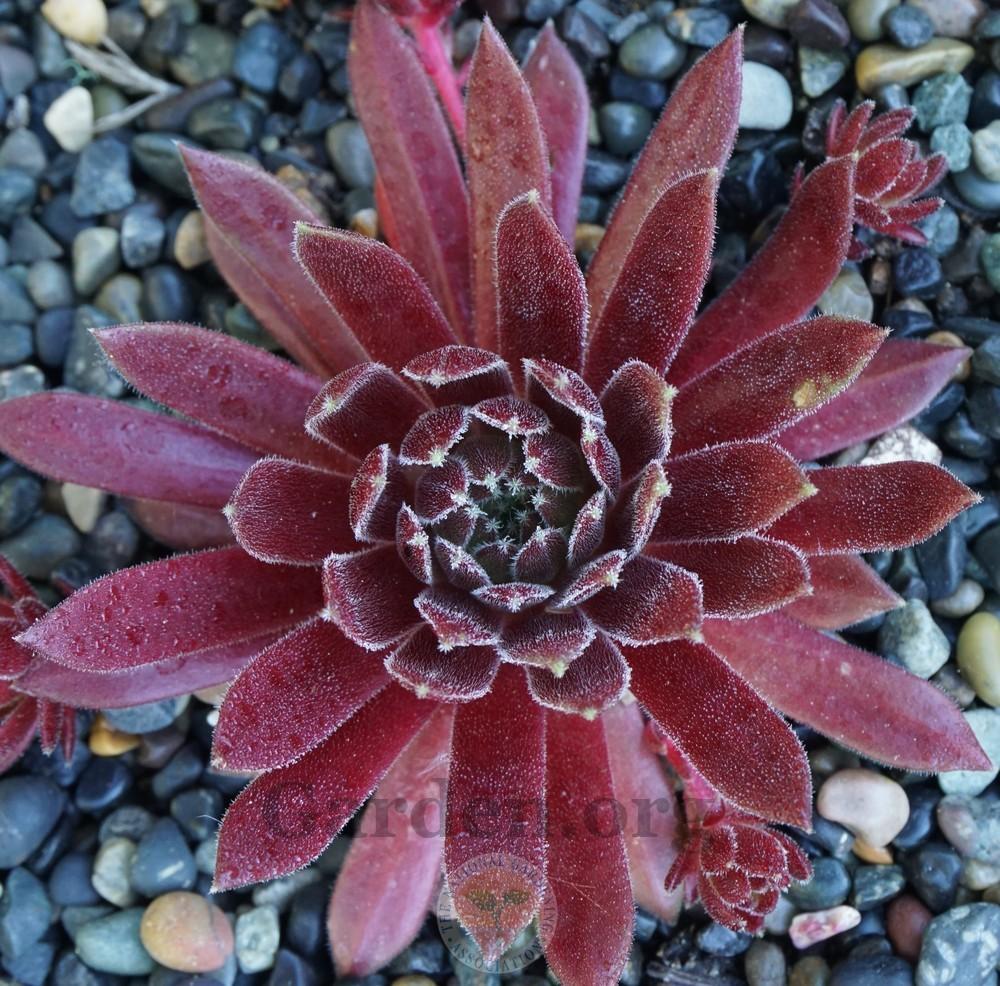 Photo of Hen and Chicks (Sempervivum 'Terracotta Baby') uploaded by Patty