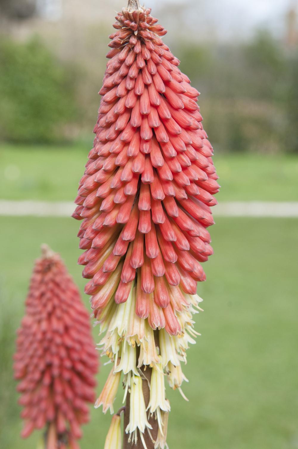 Photo of Torch Lilies (Kniphofia) uploaded by cliftoncat