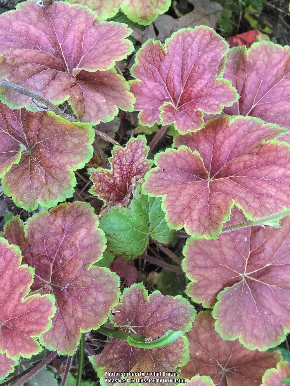 Photo of Coral Bells (Heuchera villosa 'Miracle') uploaded by clintbrown