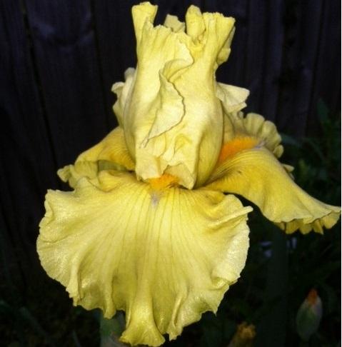 Photo of Tall Bearded Iris (Iris 'Dream Team') uploaded by grannysgarden