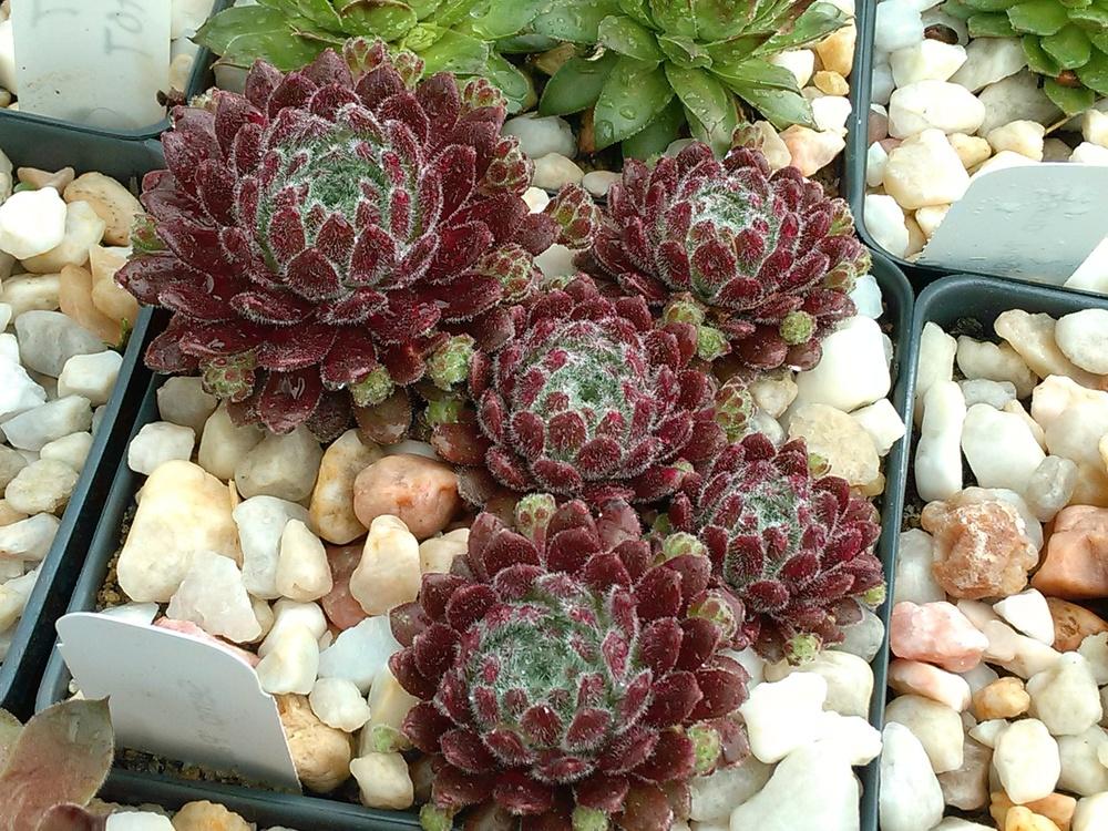 Photo of Hen and Chicks (Sempervivum 'Pacific Grace') uploaded by jkbingh