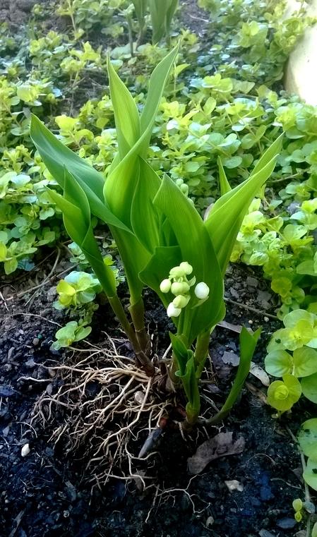 Photo of Lily Of The Valley (Convallaria majalis) uploaded by krobra