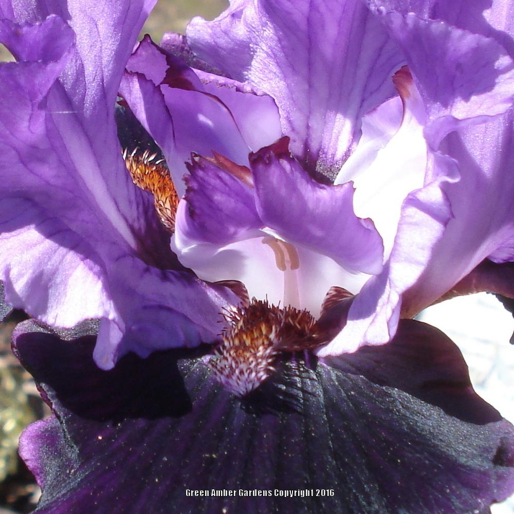 Photo of Tall Bearded Iris (Iris 'Strut') uploaded by lovemyhouse