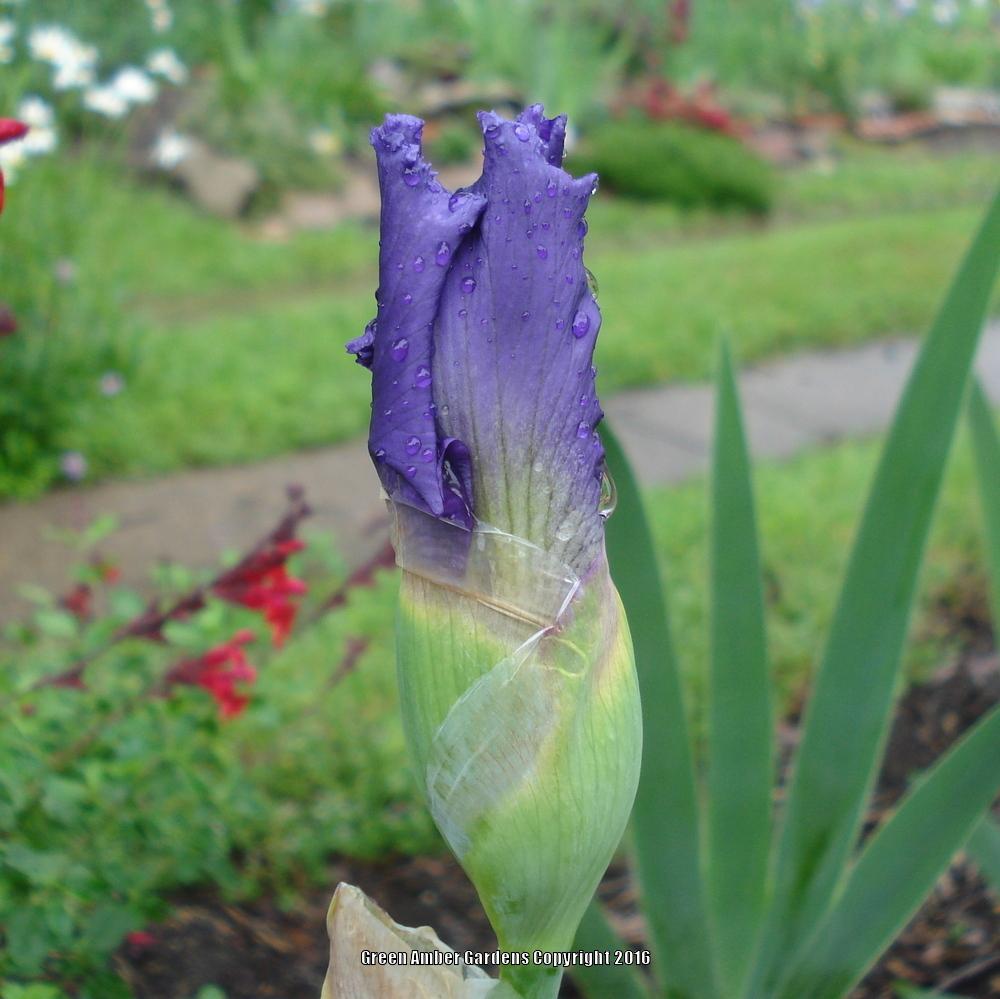 Photo of Tall Bearded Iris (Iris 'Gay Parasol') uploaded by lovemyhouse