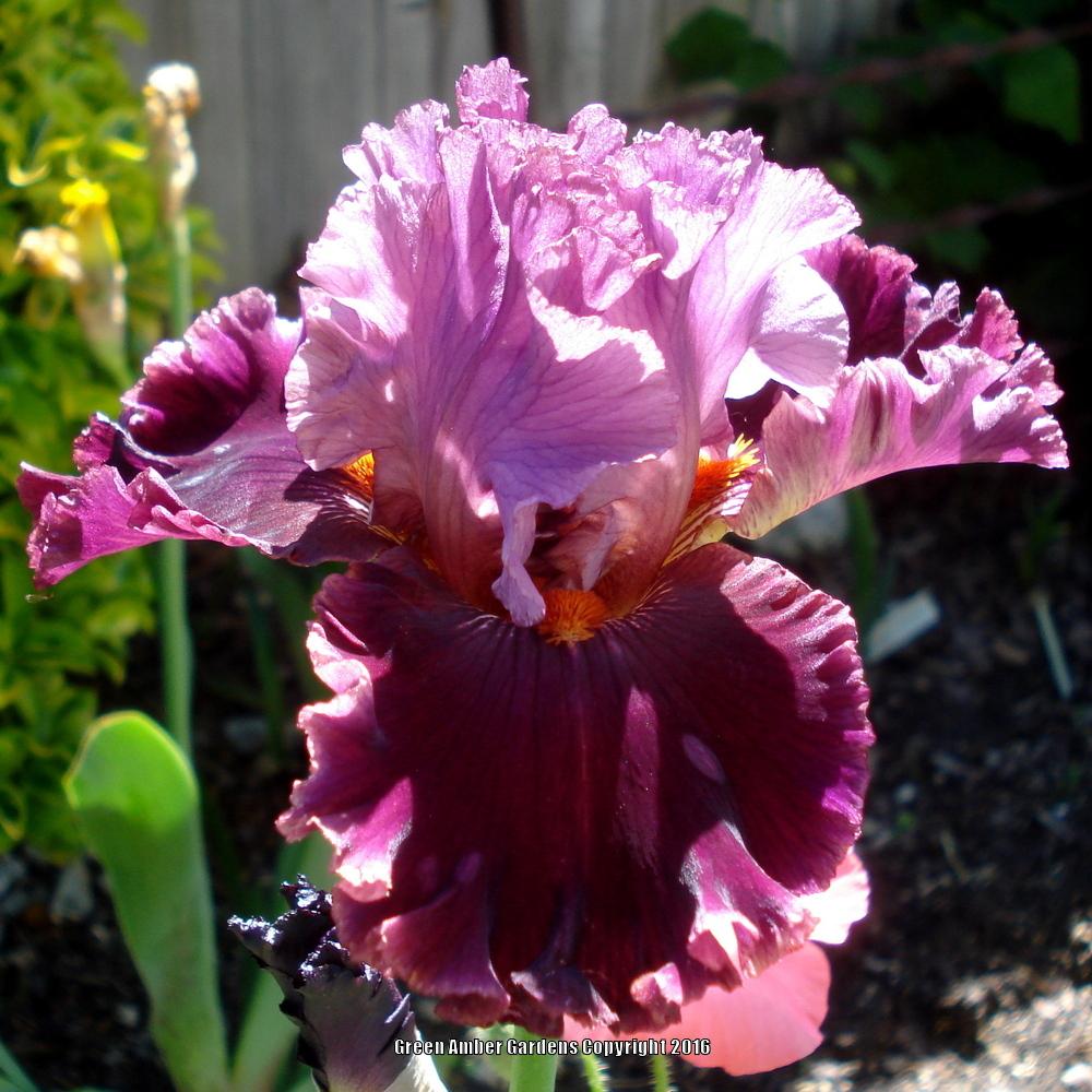 Photo of Tall Bearded Iris (Iris 'Rarer than Rubies') uploaded by lovemyhouse