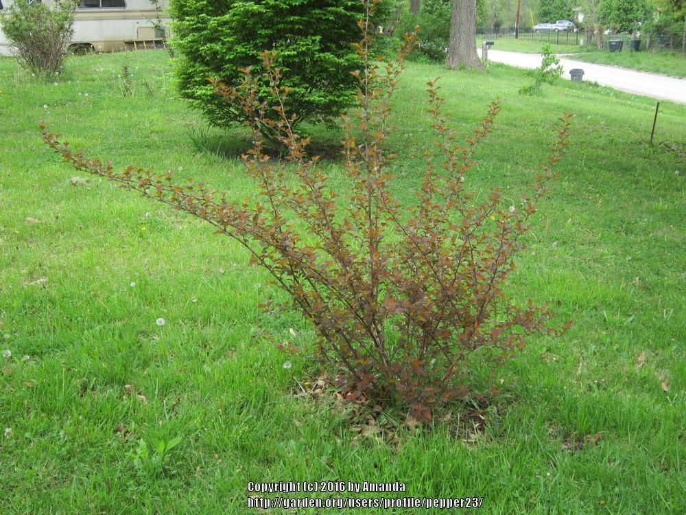 Photo of Eastern Ninebark (Physocarpus opulifolius Coppertina™) uploaded by pepper23