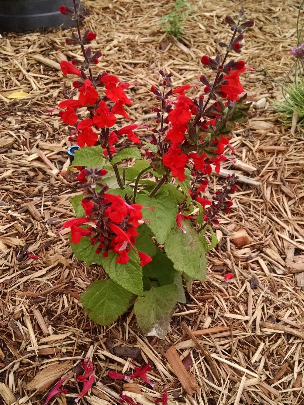 Photo of Salvia (Salvia coccinea Summer Jewel™ Red) uploaded by variegatagal