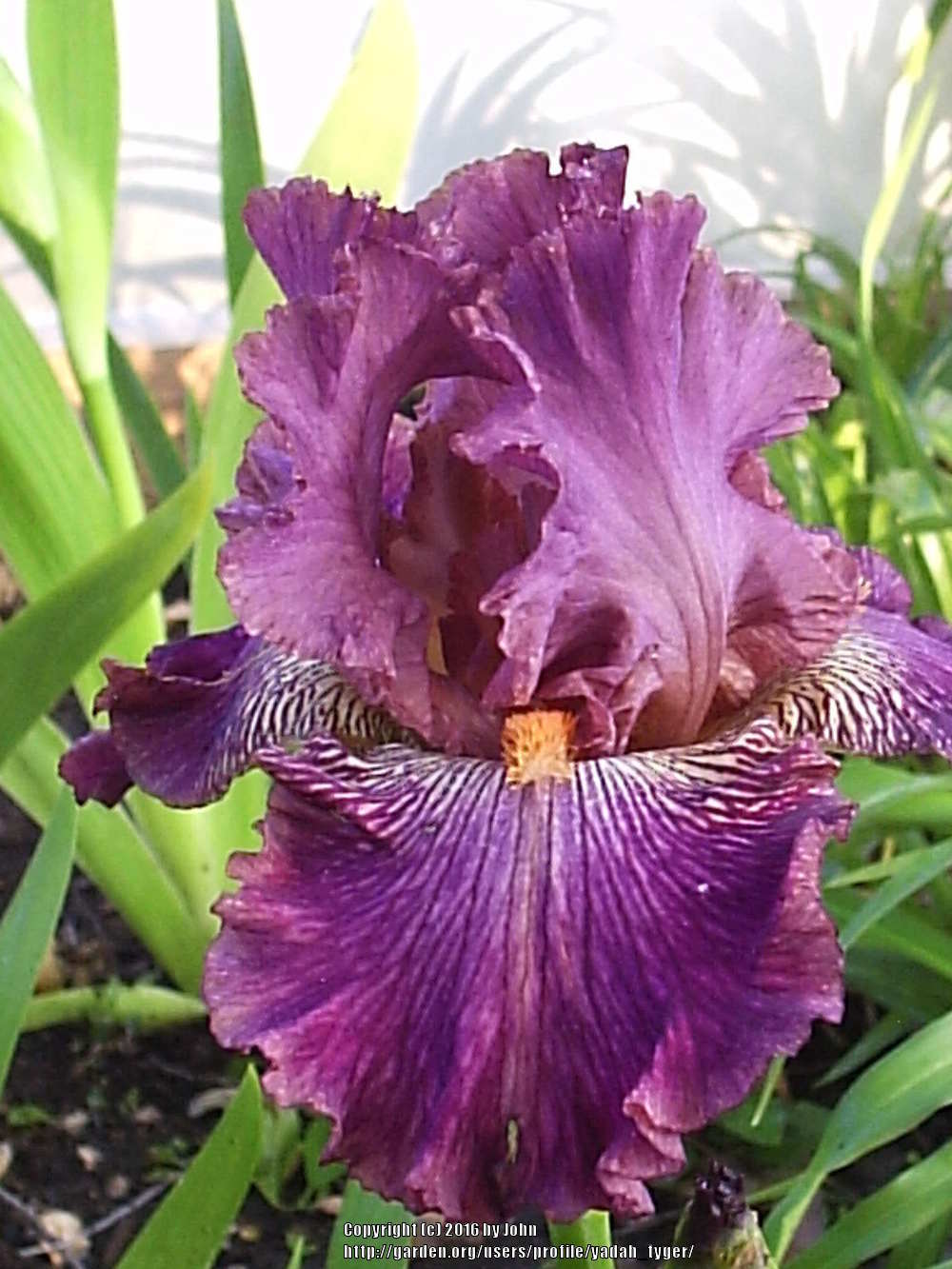 Photo of Tall Bearded Iris (Iris 'Art School') uploaded by yadah_tyger