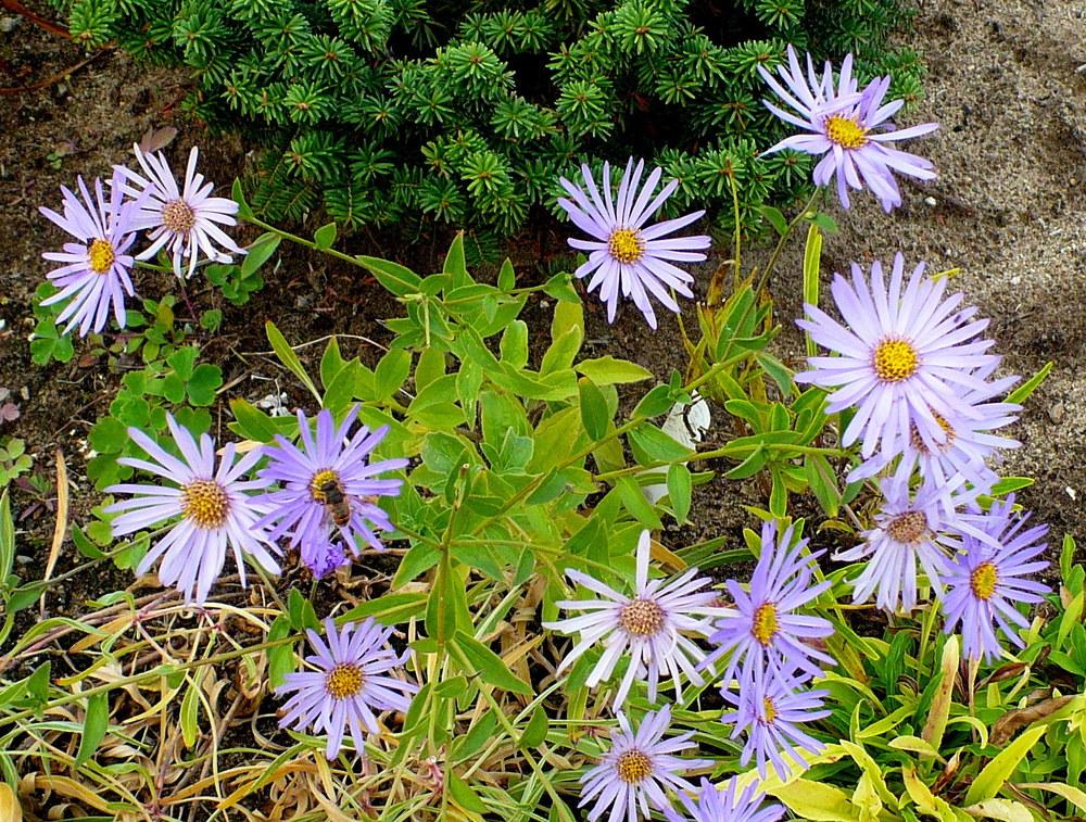 Photo of Aster (Aster x frikartii 'Monch') uploaded by HemNorth