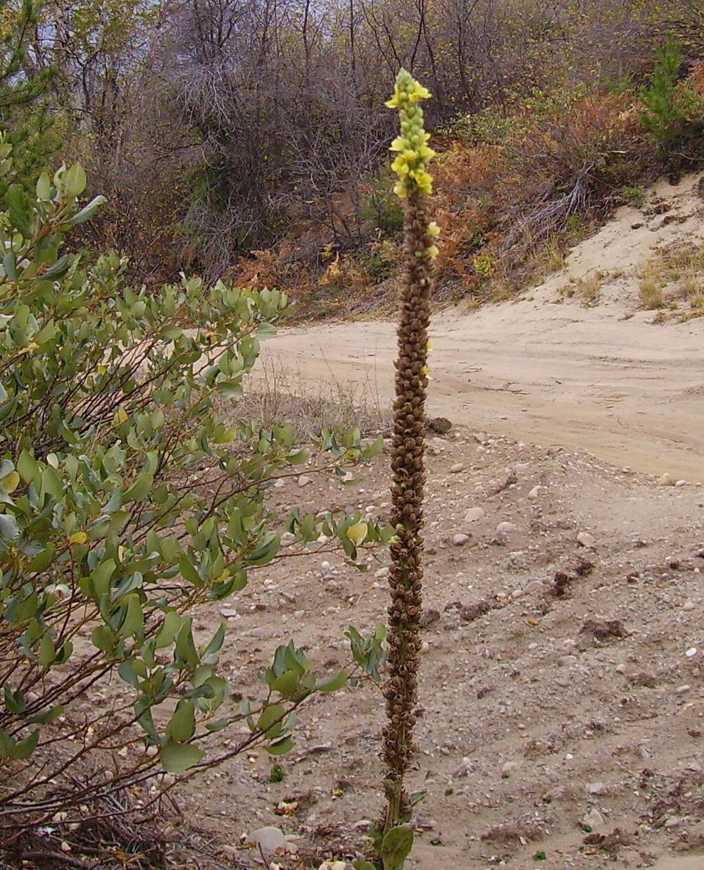 Photo of Common Mullein (Verbascum thapsus) uploaded by HemNorth