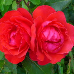 Location: Nora's Garden - Castlegar BC
Date: 2015-07-19
 7:20 pm. A favourite fragrant rose.
