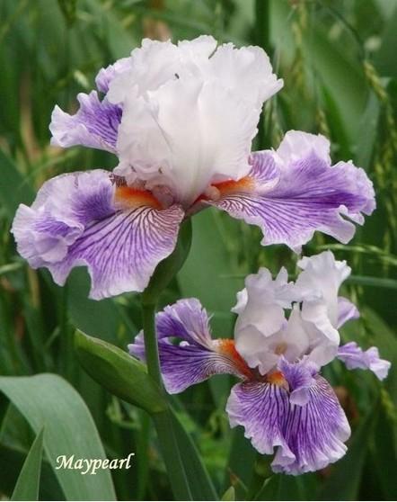 Photo of Tall Bearded Iris (Iris 'Maypearl') uploaded by Ladylovingdove