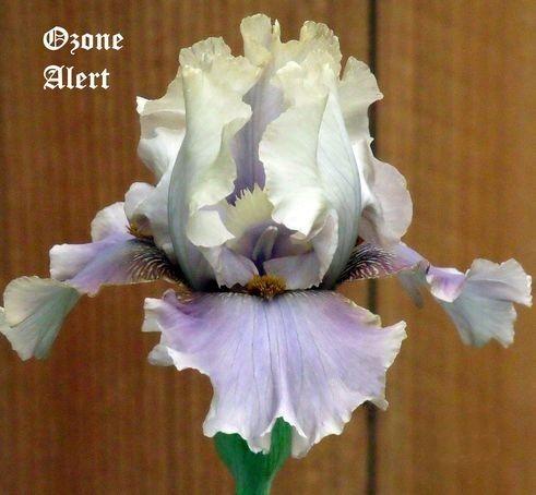 Photo of Tall Bearded Iris (Iris 'Ozone Alert') uploaded by Ladylovingdove