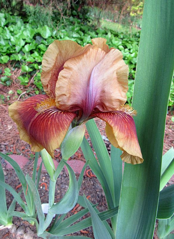 Photo of Intermediate Bearded Iris (Iris 'Oklahoma Bandit') uploaded by Lestv