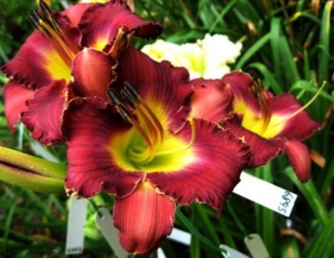 Photo of Daylily (Hemerocallis 'Playing with Sharks') uploaded by Sscape