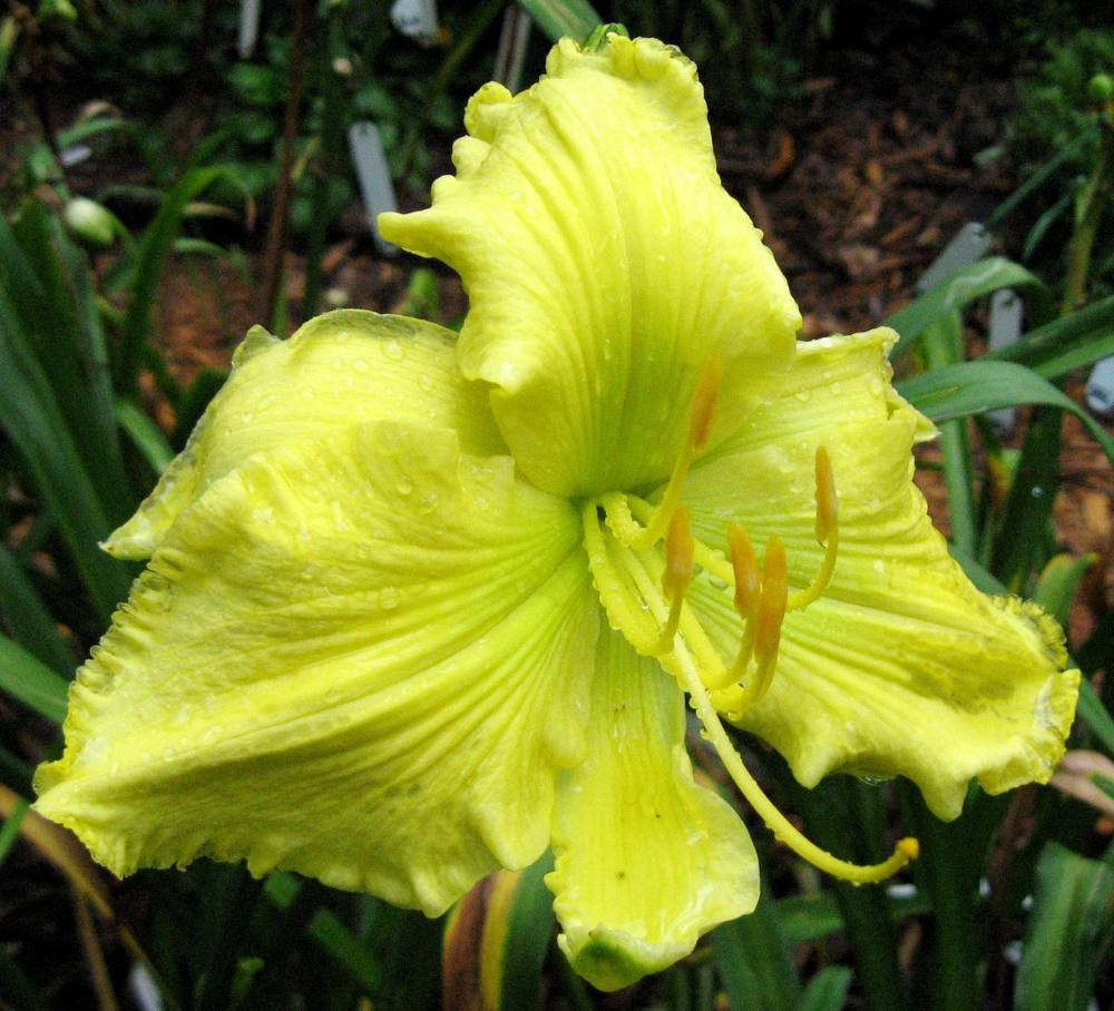 Photo of Daylily (Hemerocallis 'Planet Claire') uploaded by Sscape