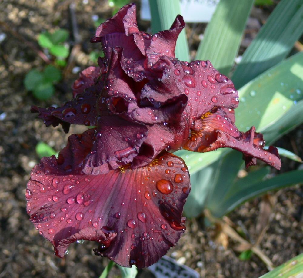 Photo of Tall Bearded Iris (Iris 'Cardinal Rule') uploaded by janwax