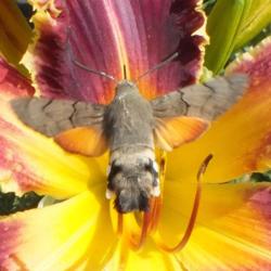 Location: Germany, Bavaria in my private garden
Date: 10.08.2015
Closeup with humming-bird Hawk-moth (Macroglossum stellatarum)