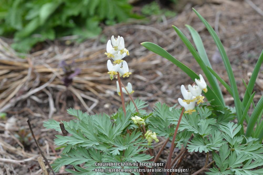 Photo of Dutchman's Breeches (Dicentra cucullaria) uploaded by treehugger