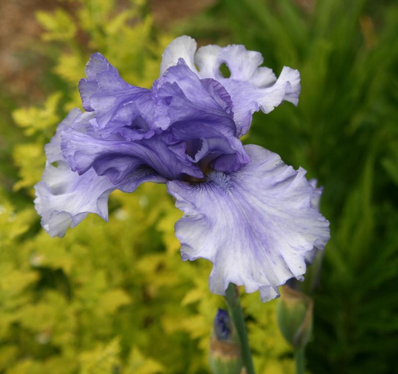 Photo of Tall Bearded Iris (Iris 'Honky Tonk Blues') uploaded by Calif_Sue