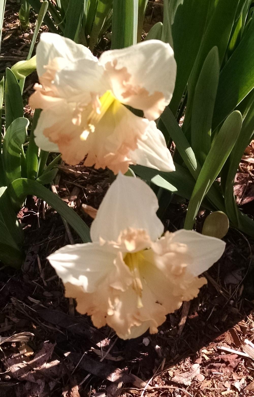 Photo of Split-Cupped Collar Daffodil (Narcissus 'Cum Laude') uploaded by Catmint20906