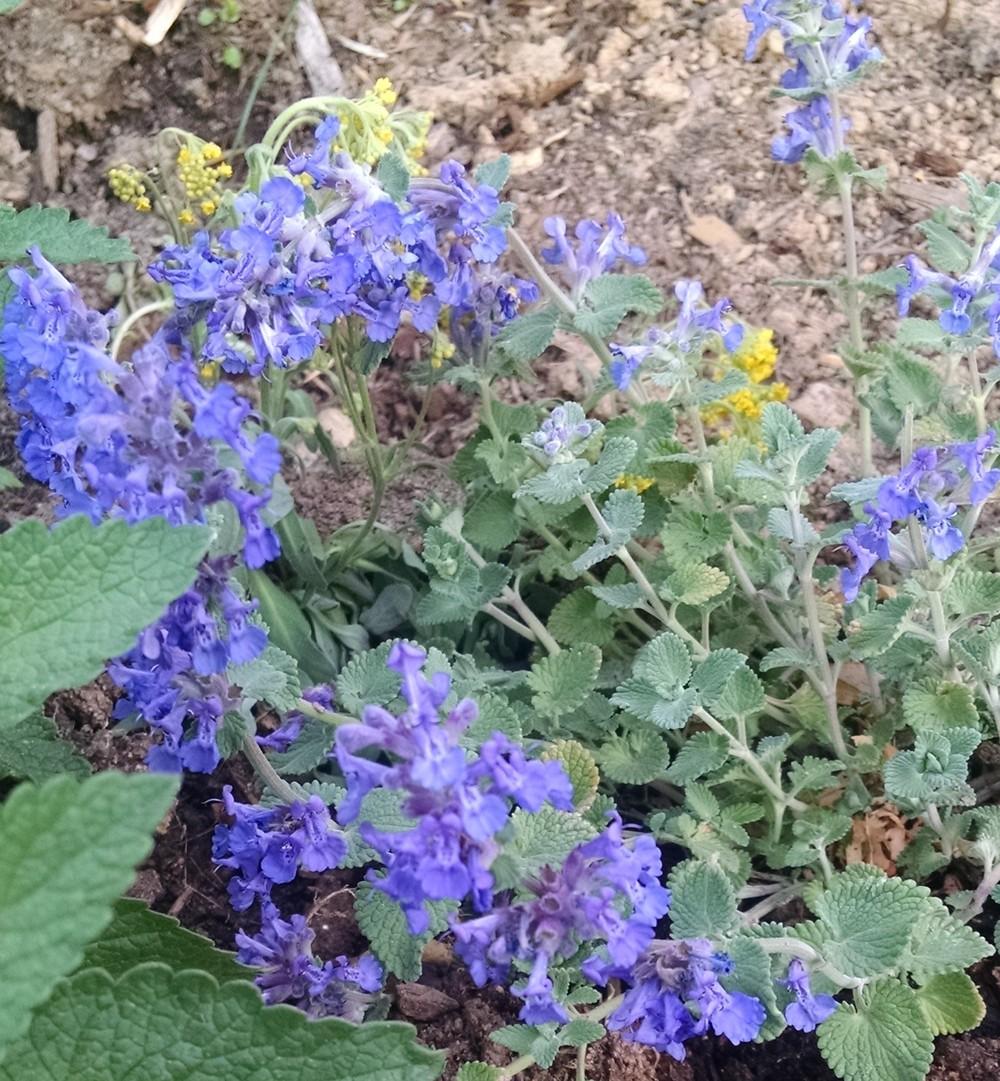 Photo of Catmint (Nepeta 'Early Bird') uploaded by Catmint20906