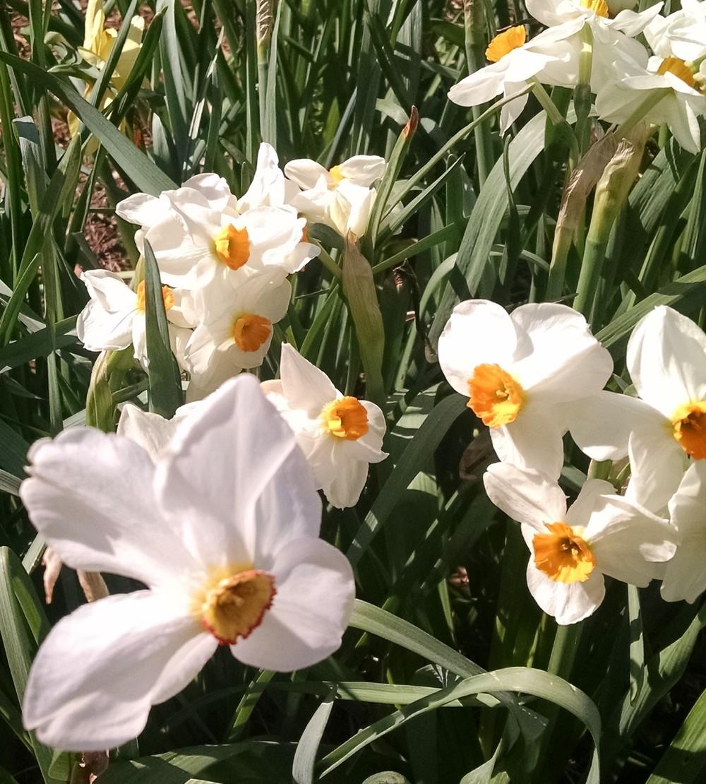 Photo of Poeticus Daffodil (Narcissus 'Actaea') uploaded by Catmint20906