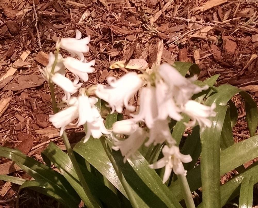 Photo of White Spanish Bluebell (Hyacinthoides hispanica 'Alba') uploaded by Catmint20906