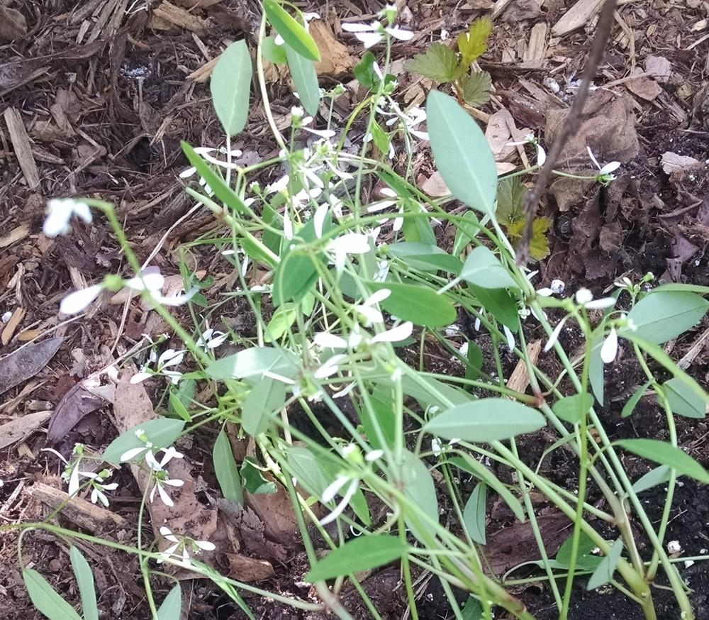 Photo of Euphorbia (Euphorbia hypericifolia Breathless® White) uploaded by Catmint20906