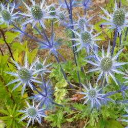 Location: Nora's Garden - Castlegar BC
Date: 2013-07-12
  1:24 pm. Blue - purple stems are so striking.
