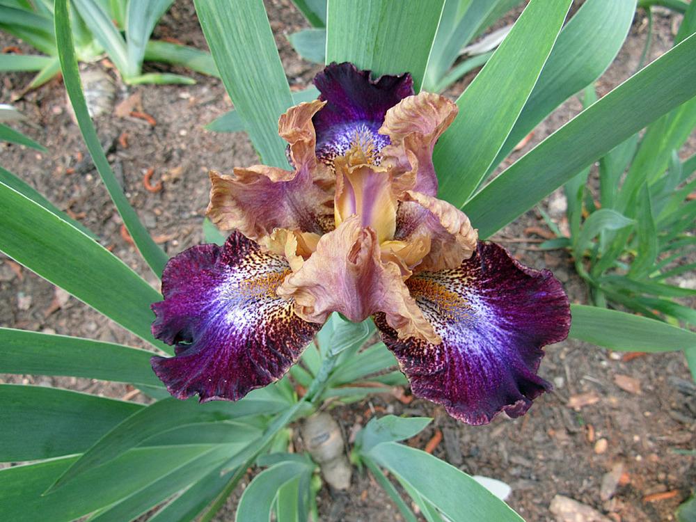 Photo of Intermediate Bearded Iris (Iris 'Parting Glances') uploaded by Lestv