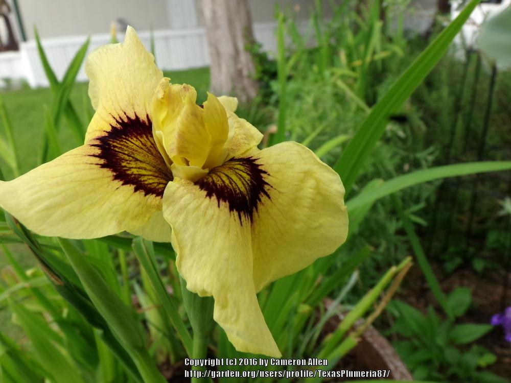 Photo of Species X Iris (Iris 'Ryugan') uploaded by TexasPlumeria87