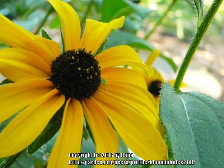 Photo of Black Eyed Susans (Rudbeckia) uploaded by bloominholes2fill