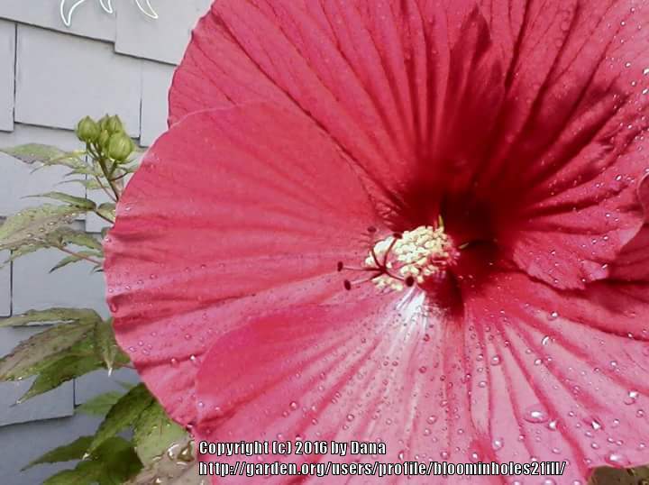 Photo of Hybrid Hardy Hibiscus (Hibiscus 'Midnight Marvel') uploaded by bloominholes2fill