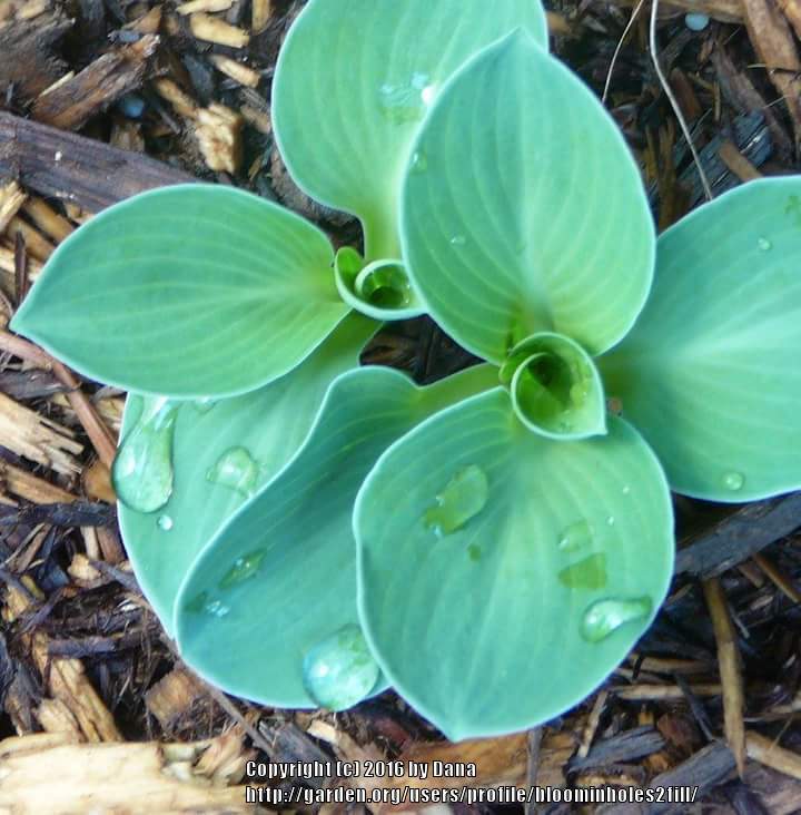 Photo of Hosta 'Blue Mouse Ears' uploaded by bloominholes2fill