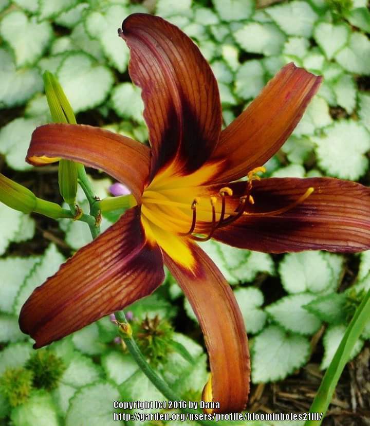 Photo of Daylily (Hemerocallis 'Brown Witch') uploaded by bloominholes2fill