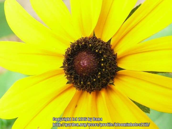 Photo of Black Eyed Susans (Rudbeckia) uploaded by bloominholes2fill