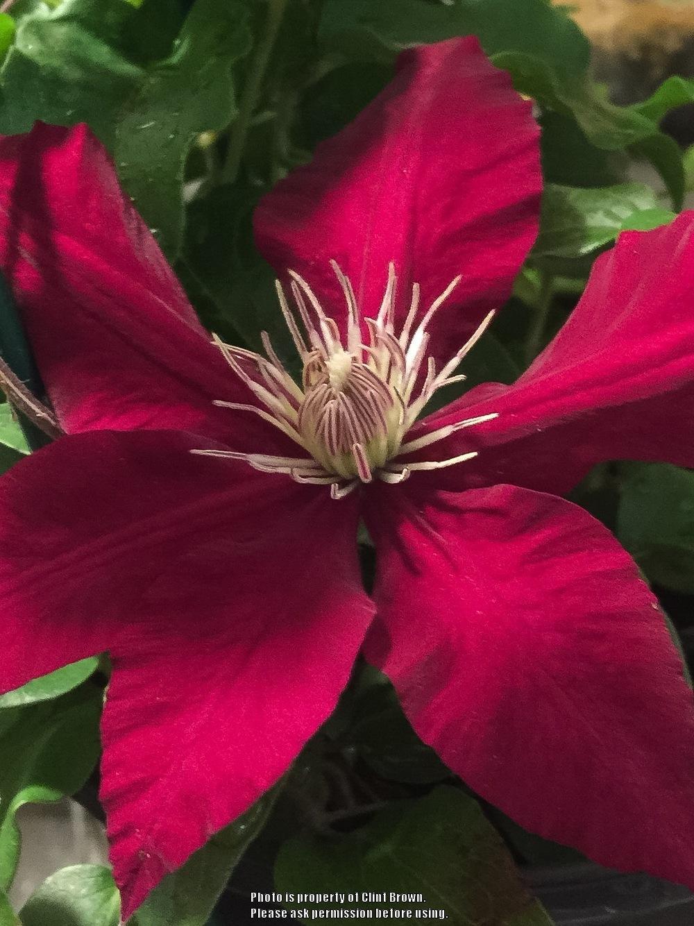 Photo of Clematis Rebecca™ uploaded by clintbrown
