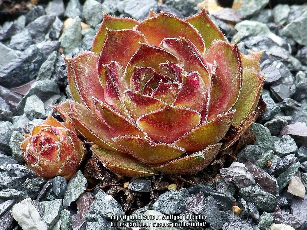 Photo of Hen and Chicks (Sempervivum 'Olivette') uploaded by turini