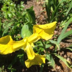 Location: Orangeburg, SC
Date: 2014-04-23
Yellow flag Iris