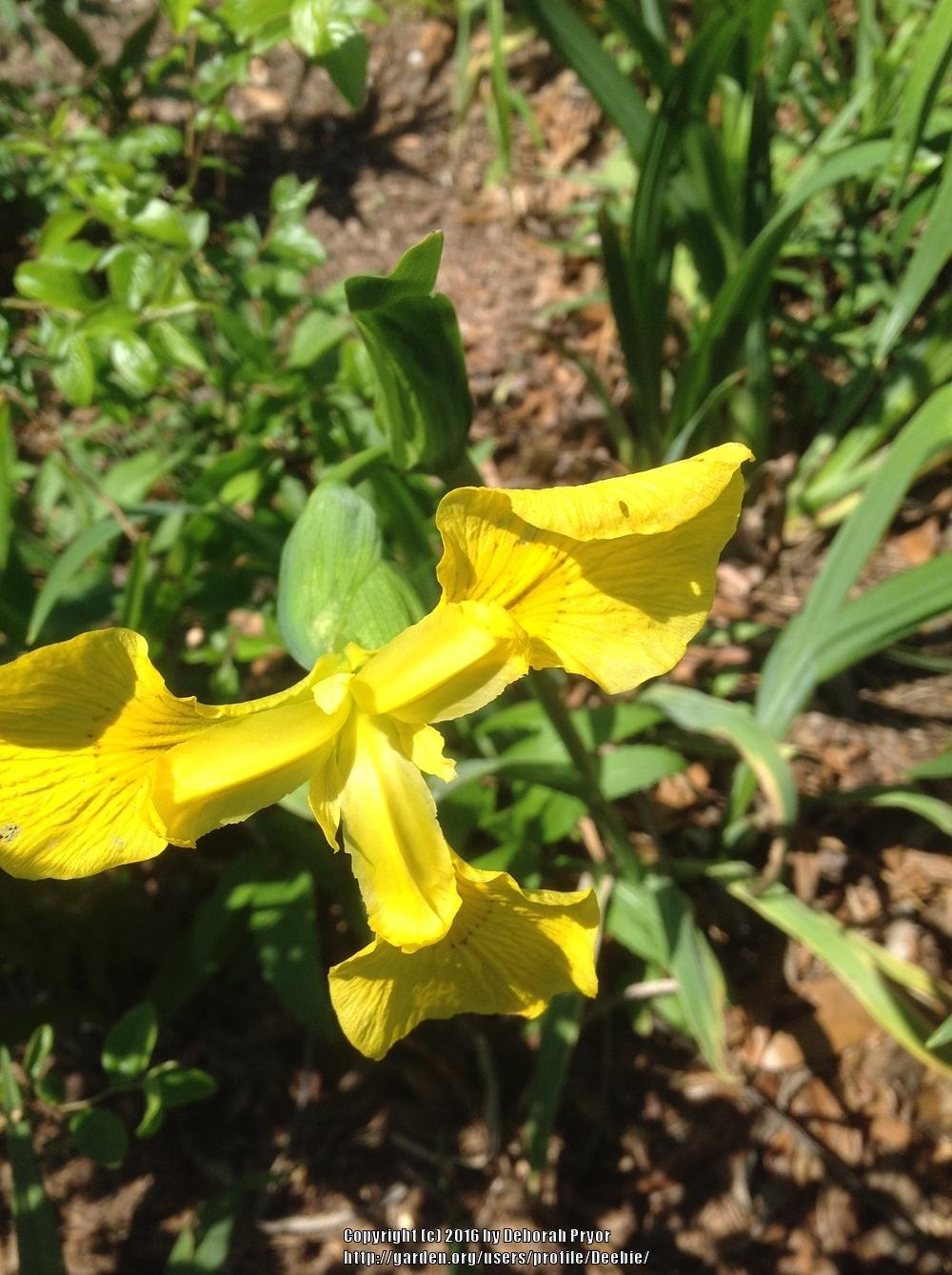 Photo of Yellow Flag (Iris pseudacorus) uploaded by Deebie