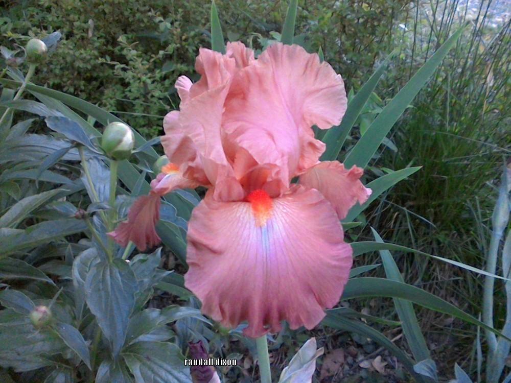Photo of Tall Bearded Iris (Iris 'Terracotta Bay') uploaded by arilbred
