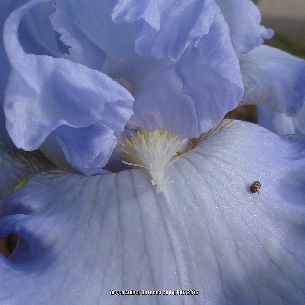 Photo of Tall Bearded Iris (Iris 'Absolute Treasure') uploaded by lovemyhouse