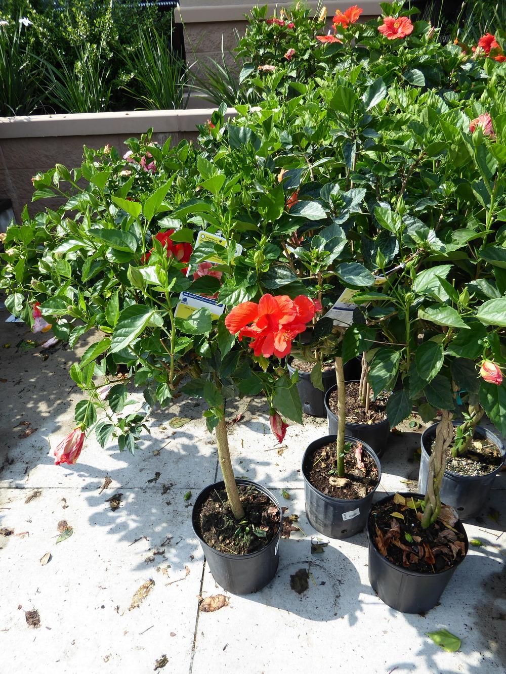 Photo of Tropical Hibiscus (Hibiscus rosa-sinensis 'Celia') uploaded by mellielong