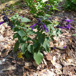 Location: Lutz, FL
Date: 2016-04-25
Newly planted in the butterfly garden