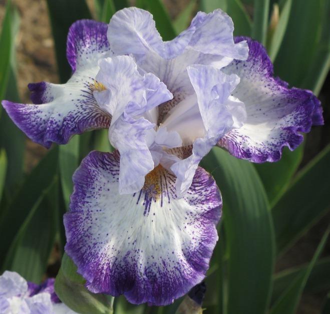 Photo of Tall Bearded Iris (Iris 'Everything Plus') uploaded by Bloombuddie