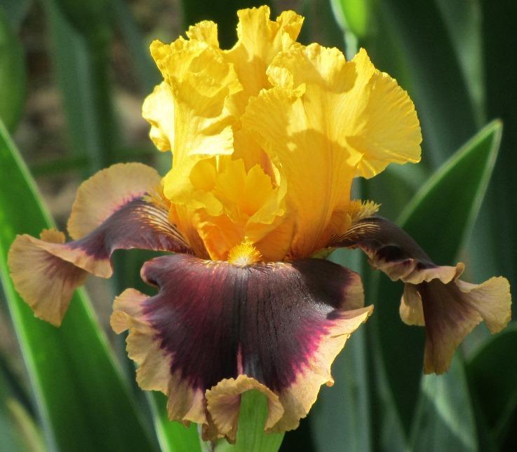 Photo of Tall Bearded Iris (Iris 'Mastery') uploaded by Bloombuddie