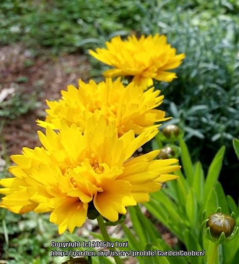 Photo of Bigflower Coreopsis (Coreopsis 'Early Sunrise') uploaded by GardenGoober