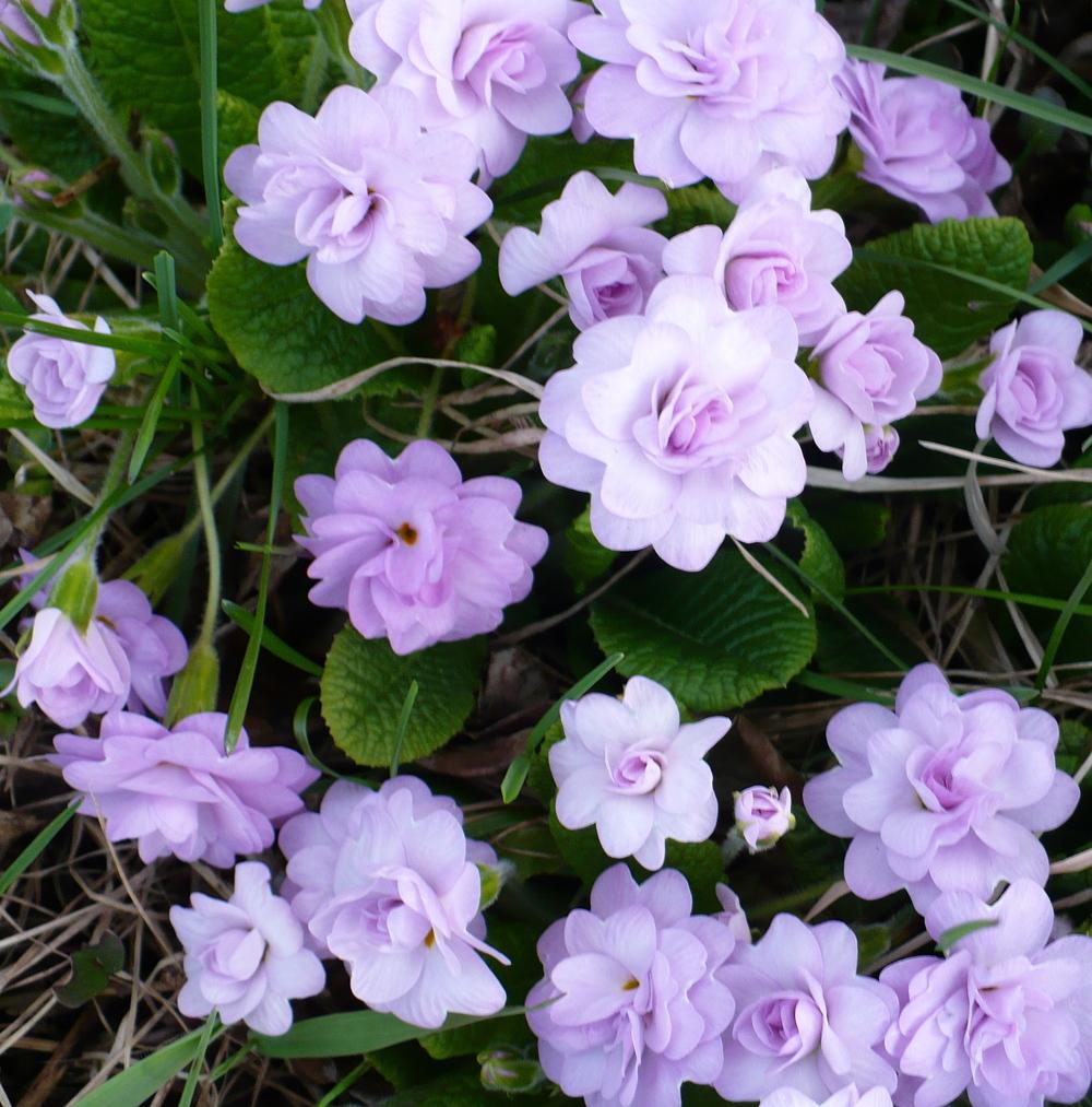 Photo of English Primrose (Primula vulgaris 'Quaker's Bonnet') uploaded by HemNorth